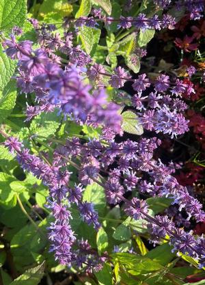 Salvia verticillata 'Hannay's Blue'