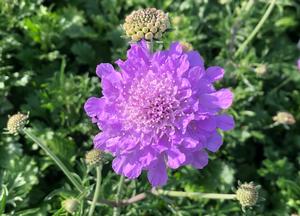 Scabiosa columbaria 'Deep Blue'