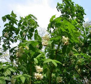 Staphylea pinnata