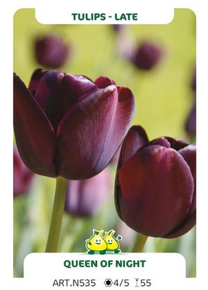 Tulipa 'Queen of Night'