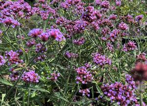 Verbena bonariensis 'Lollipop' (r)