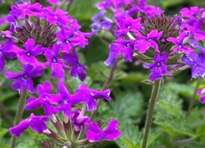 Verbena canadensis 'Homestead Purple'