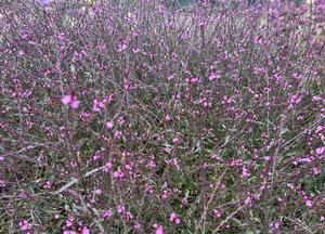 Verbena officinalis 'Bampton'