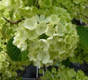 Viburnum plicatum 'Newport'