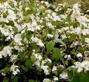 Viburnum plicatum 'Rowallane'