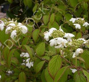 Viburnum plicatum 'Summer Snowflake'