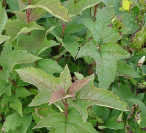 Viburnum sargentii 'Onondaga'