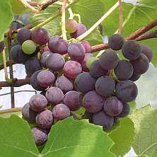 Vitis vinifera 'Black Alicante' 