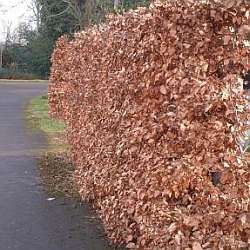 Fagus sylvatica (winter)